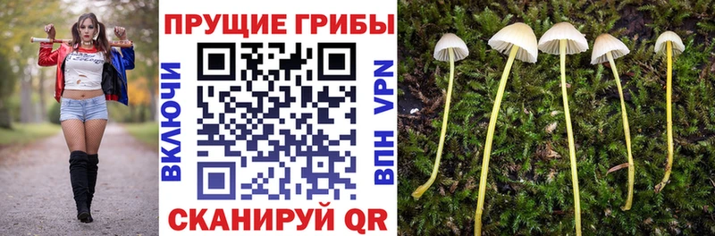 mega сайт  Шатура  Галлюциногенные грибы Psilocybe  закладки 